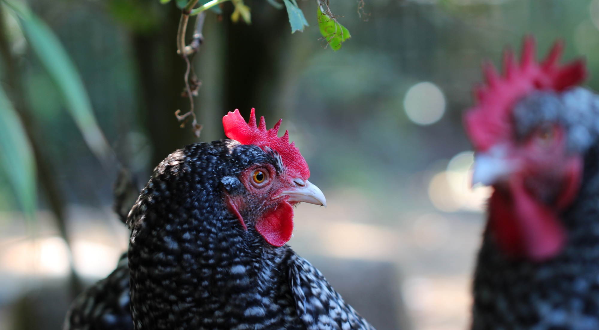 Mechelner Huhn im Tiergarten Kleve (3)