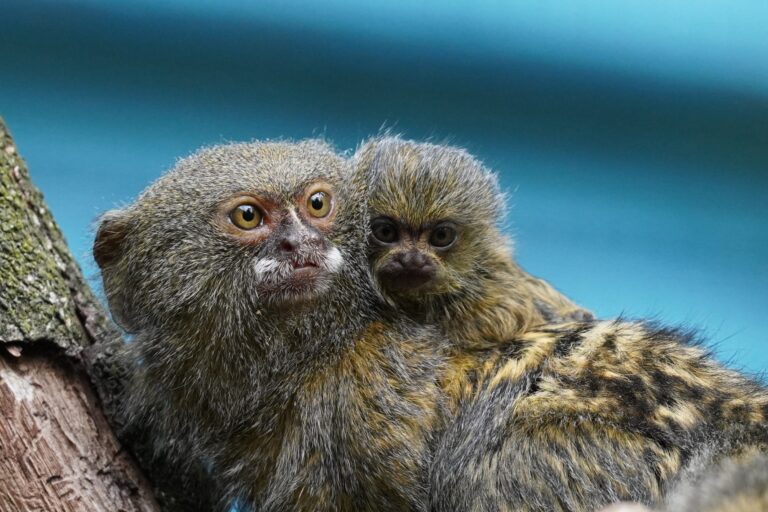 Im Tiergarten Kleve wurde am 19.7.25 ein Zwergseidenäffchenjungtier geboren (7)