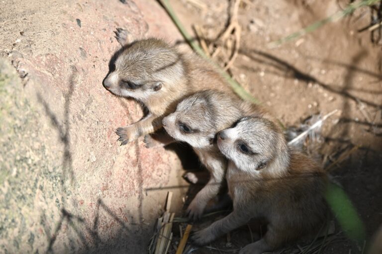 Am 28.07.2025 kam erneut Erdmännchennachwuchs in der Jansen Bedachungen-Erdmännchenanlage im Tiergarten Kleve zur Welt (2)