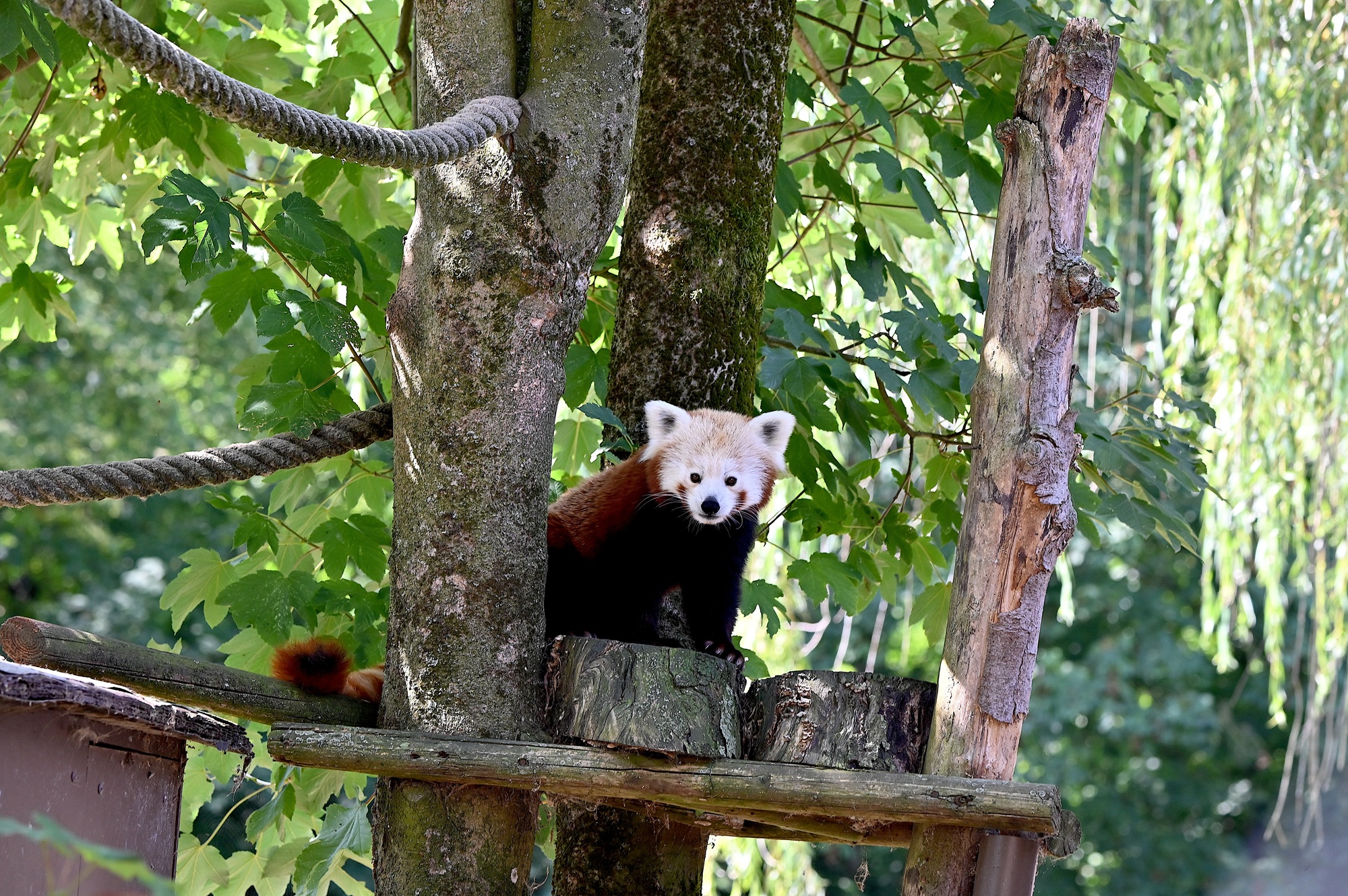 Am Wochenende dreht sich im Tiergarten Kleve alles um den Roten Panda (Foto Anne Gossens)