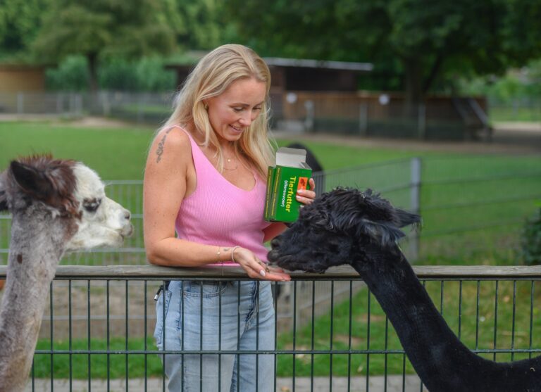 Bei den Alpakas der Games & More-Alpakaanlage im Tiergarten Kleve kommen die Gäste den Tieren besonders nahe (Foto Markus van Offern)