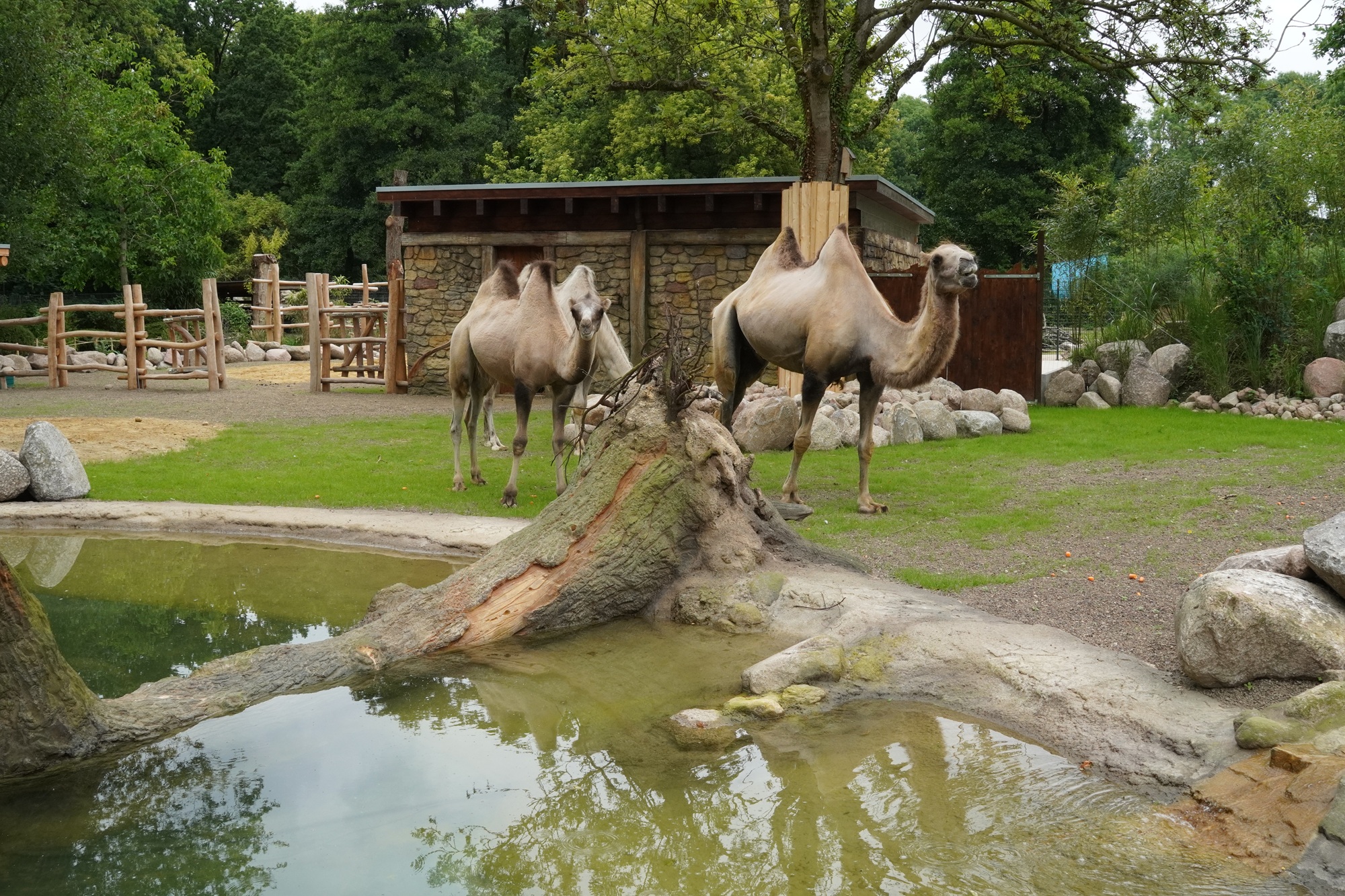 Die neue Welt der Trampeltiere begeistert die Gäste im Tiergarten Kleve