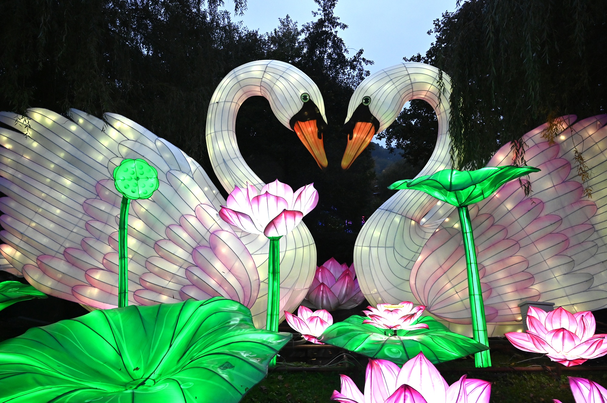 Bereits über 20.000 Gäste ließen sich von der Neuauflage der China Lights Kleve begeistern. noch bis zum 30.11.25 erstrahlen die neuen Laternen von (3)