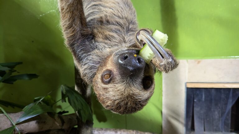 Die Faultiere im Tiergarten Kleve freuen sich über Gemüsespieße