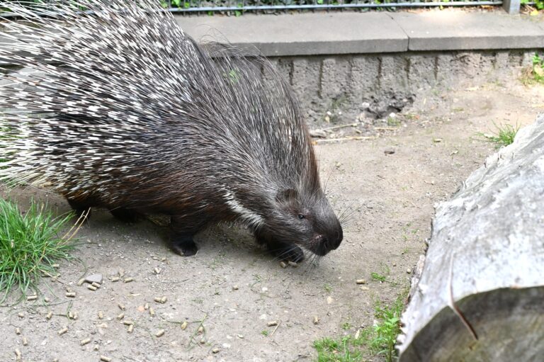Stachelschwein im Tiergarten Kleve (5)