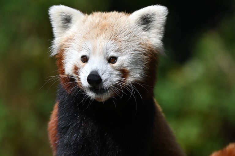 Am 23. und 30. Januar 2026 findet im Tiergarten Kleve zum ersten Mal ein tierisches Glühweintasting statt