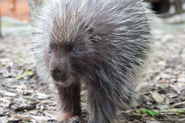 Baumstachler im Tiergarten Kleve (1)
