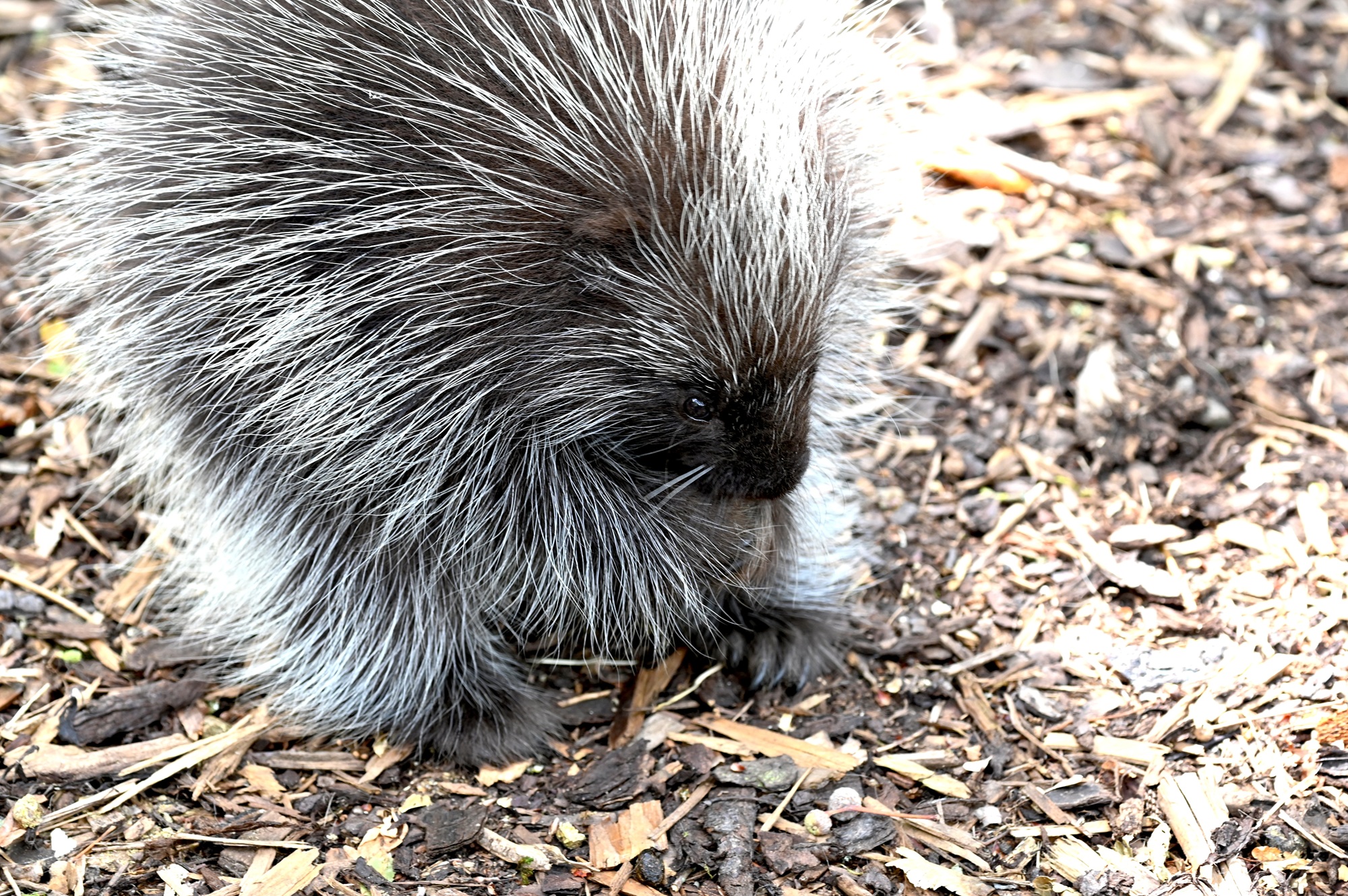 Baumstachler im Tiergarten Kleve (2)