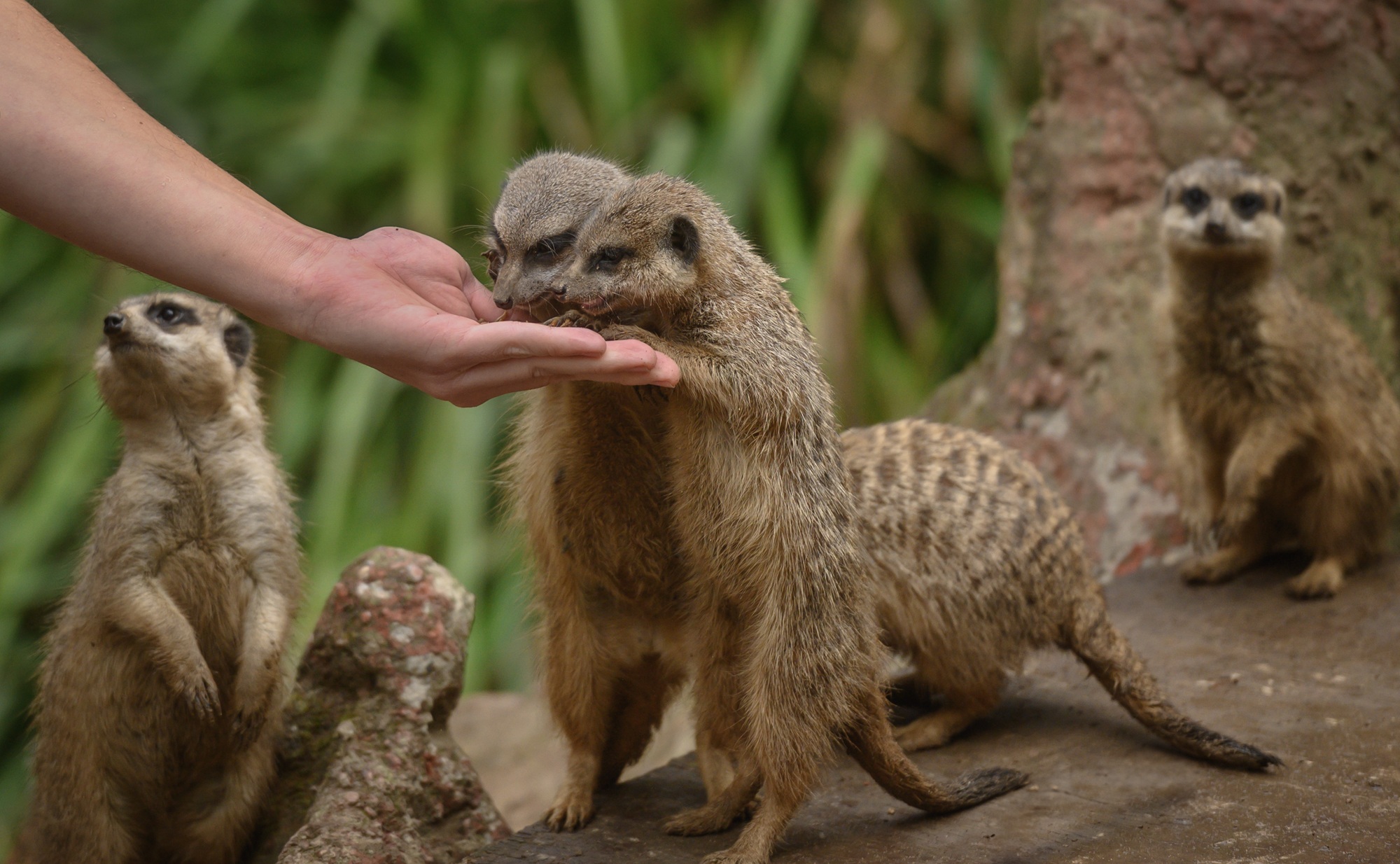 Beim Rendezvous mit dem Lieblingstier können die BesucherInnen im Tiergarten Kleve u.a. den Erdmännchen ganz nahe kommen
