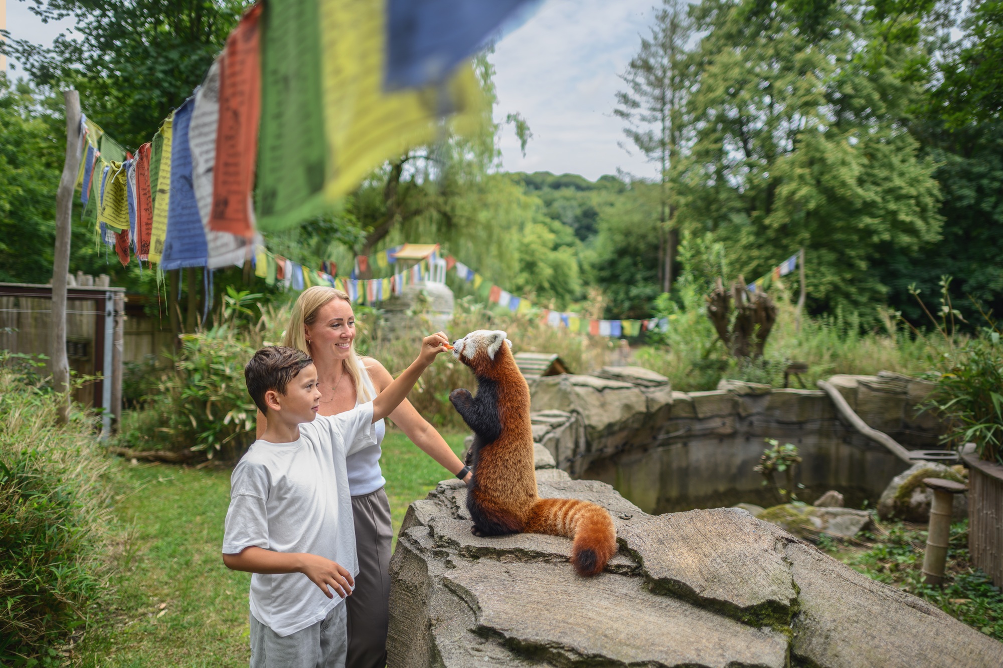 Beim Rendezvous mit dem Lieblingstier können die BesucherInnen im Tiergarten Kleve u.a. den Roten Pandas ganz nahe kommen (2)