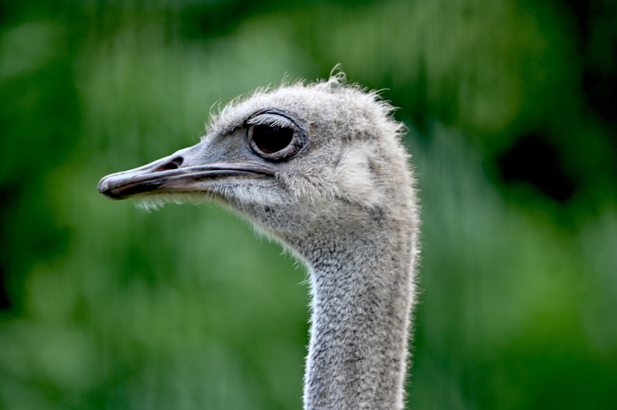 Blauhalsstrauß im Tiergarten Kleve
