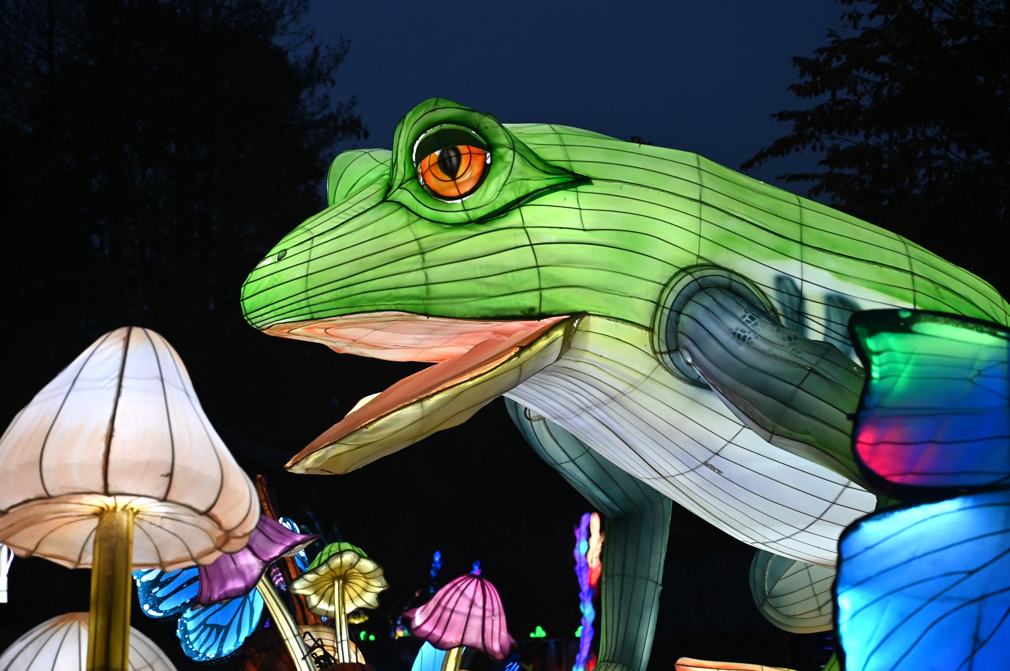 Die China Lights im Tiergarten Kleve waren auch 2025 wieder ein Publikumsmagnet (1)