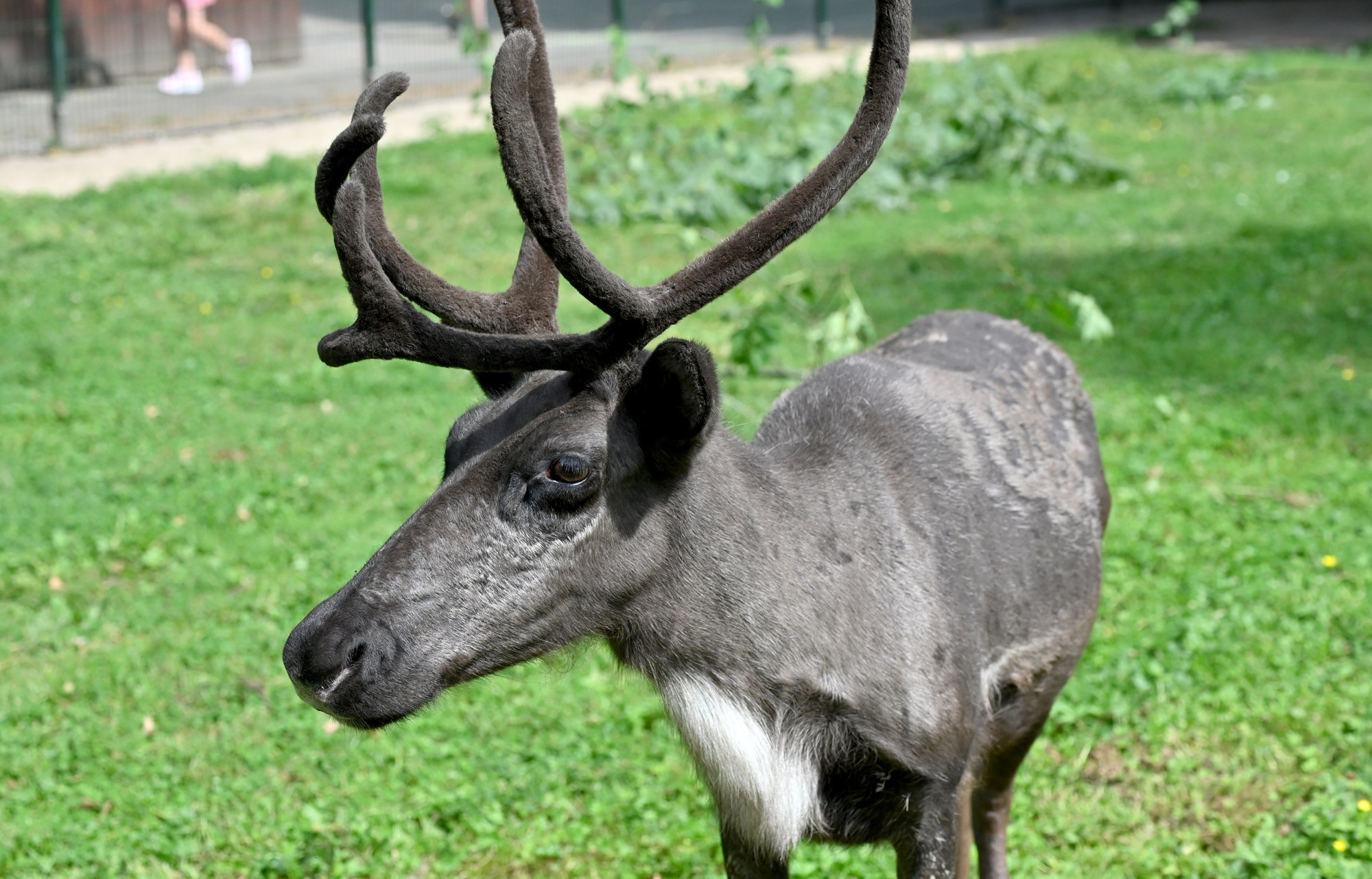 Ein Besuch bei den Rentieren darf beim tierischen Glühtasting am 23. und 30. Januar 2026 im Tiergarten Kleve nicht fehlen