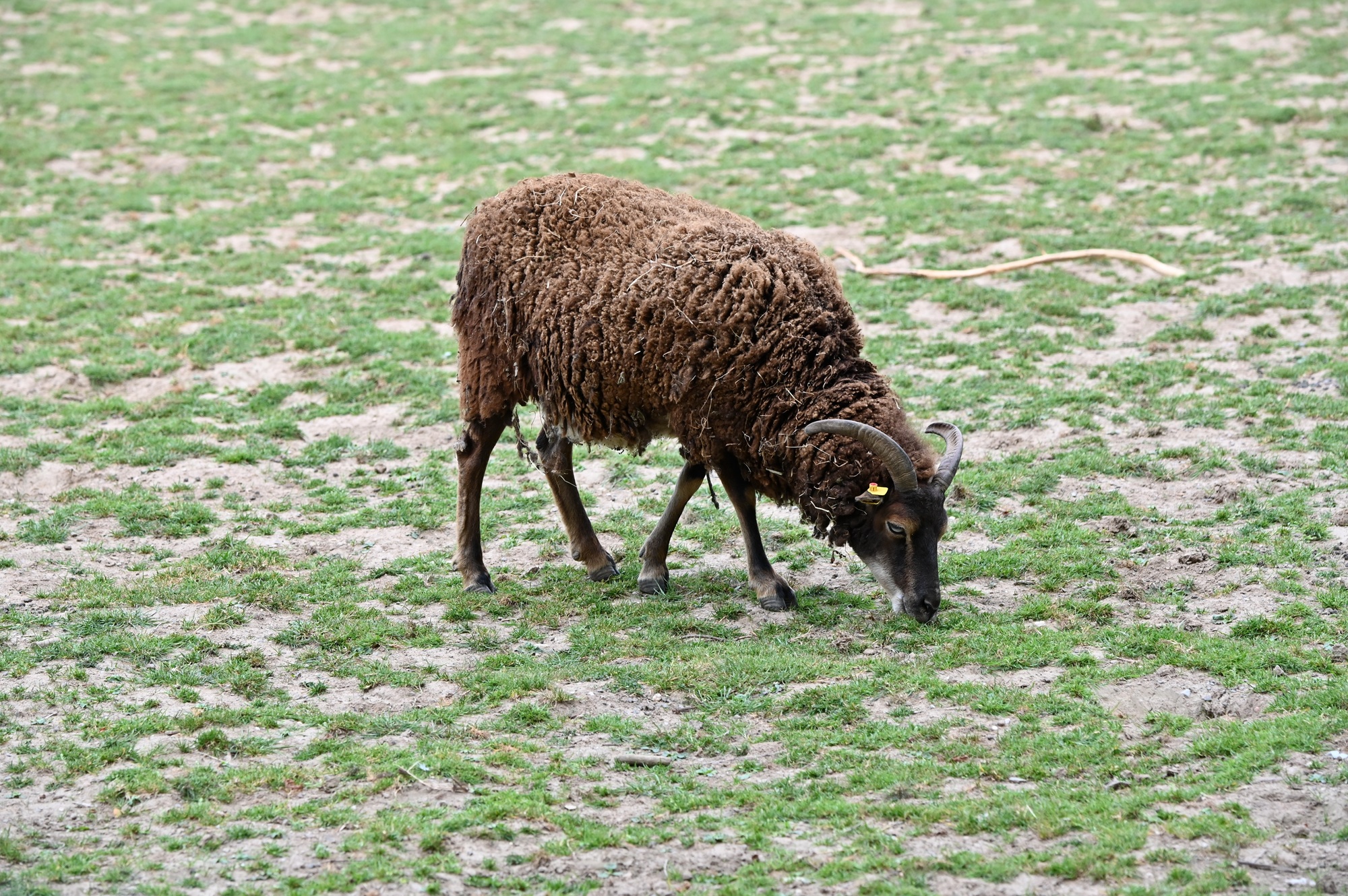 Soayschaf im Tiergarten Kleve