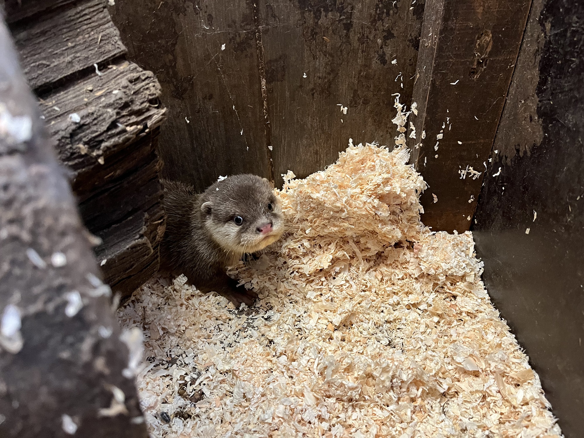 Bei den Zwergottern im Tiergarten Kleve wurde ein Jungtier geboren (1)