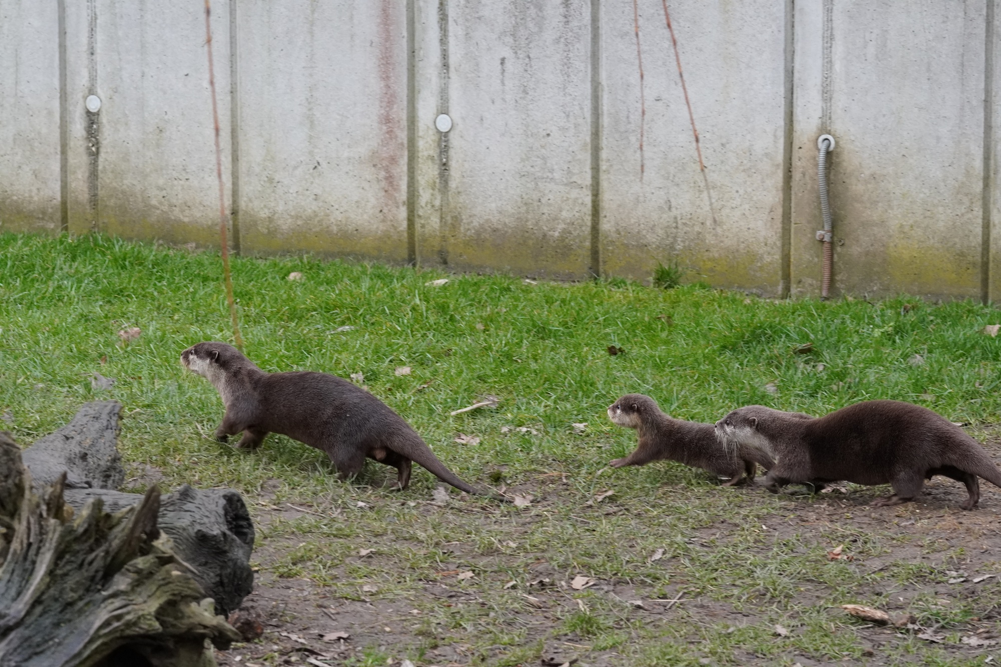 Bei den Zwergottern im Tiergarten Kleve wurde ein Jungtier geboren (1)