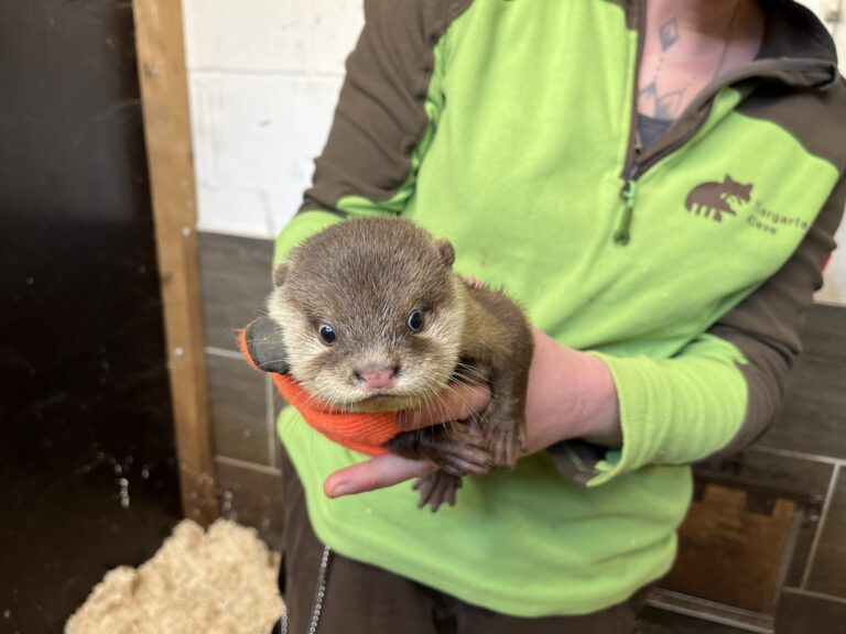 Bei den Zwergottern im Tiergarten Kleve wurde ein Jungtier geboren (2)