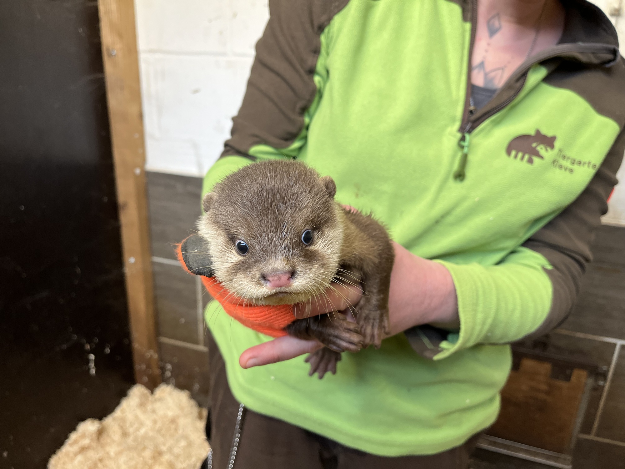 Bei den Zwergottern im Tiergarten Kleve wurde ein Jungtier geboren (2)