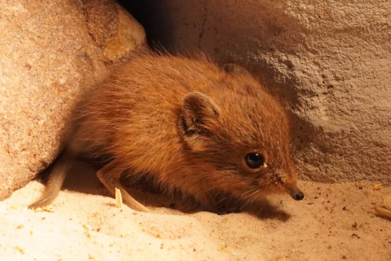 Das erste Jungtier des Jahres 2026 ist ein Kurzohrrüsselspringer im E-Center Schroff-Afrikaterrarium des Tiergarten Kleve (1)