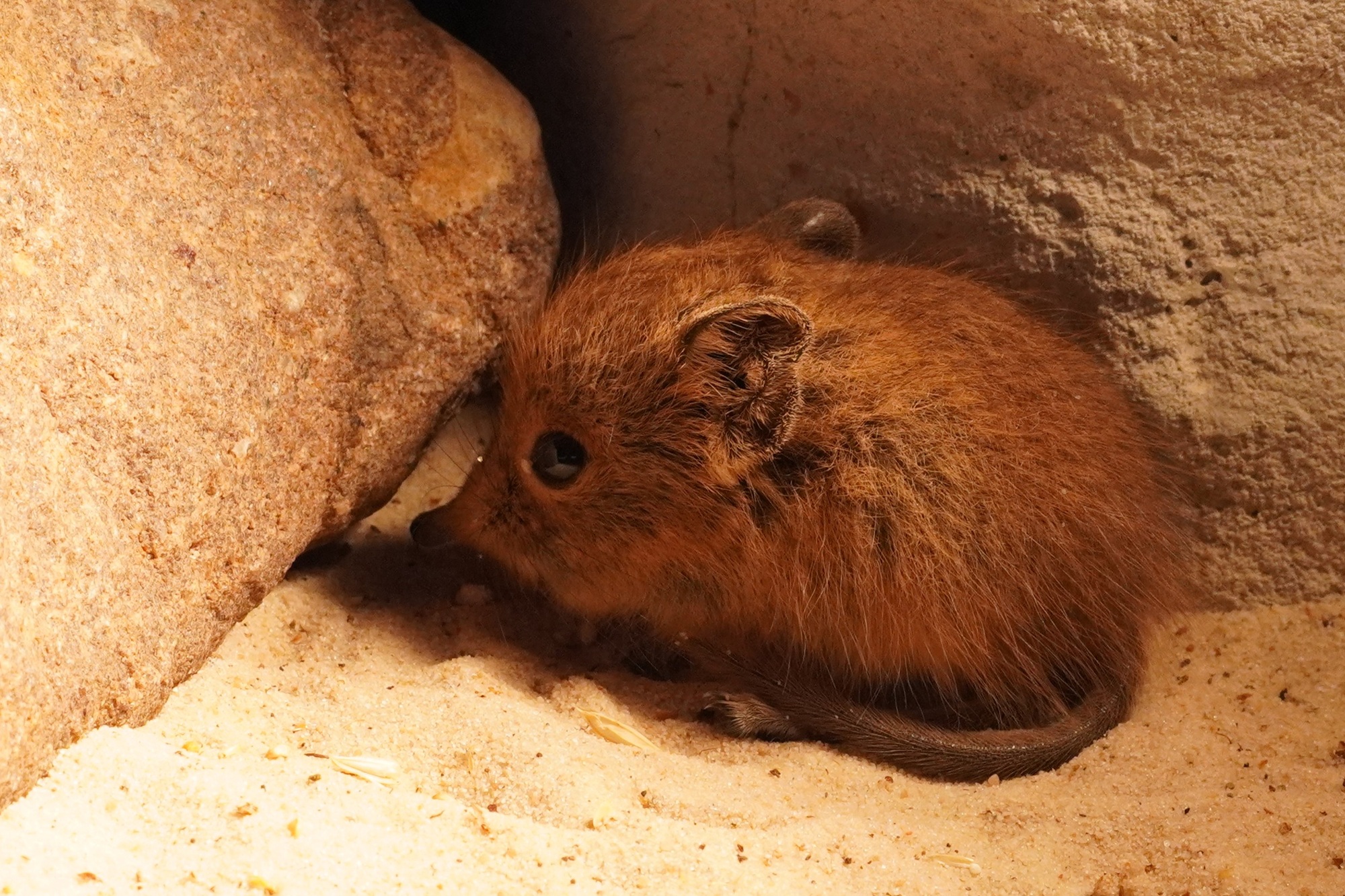 Das erste Jungtier des Jahres 2026 ist ein Kurzohrrüsselspringer im E-Center Schroff-Afrikaterrarium des Tiergarten Kleve (2)