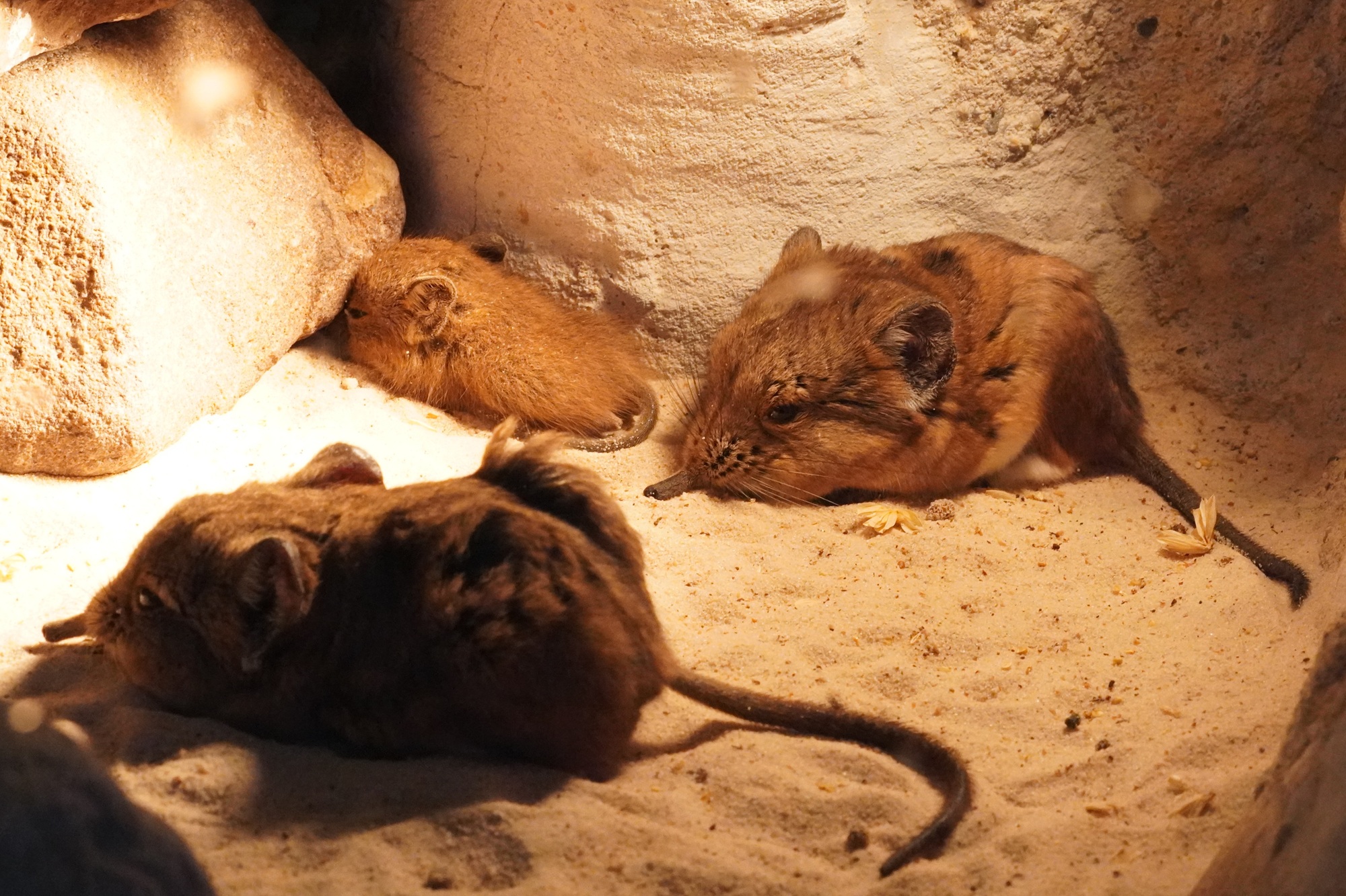 Das erste Jungtier des Jahres 2026 ist ein Kurzohrrüsselspringer im E-Center Schroff-Afrikaterrarium des Tiergarten Kleve (4)