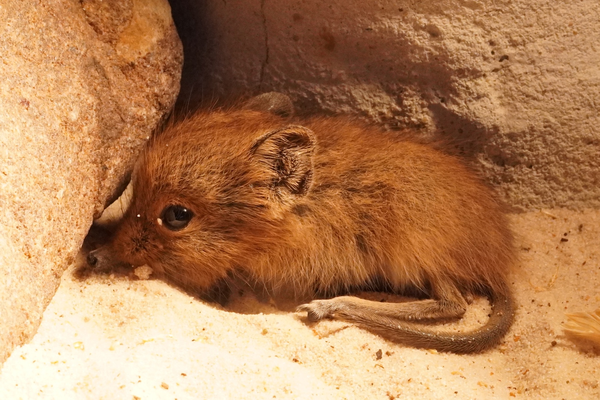 Das erste Jungtier des Jahres 2026 ist ein Kurzohrrüsselspringer im E-Center Schroff-Afrikaterrarium des Tiergarten Kleve (5)