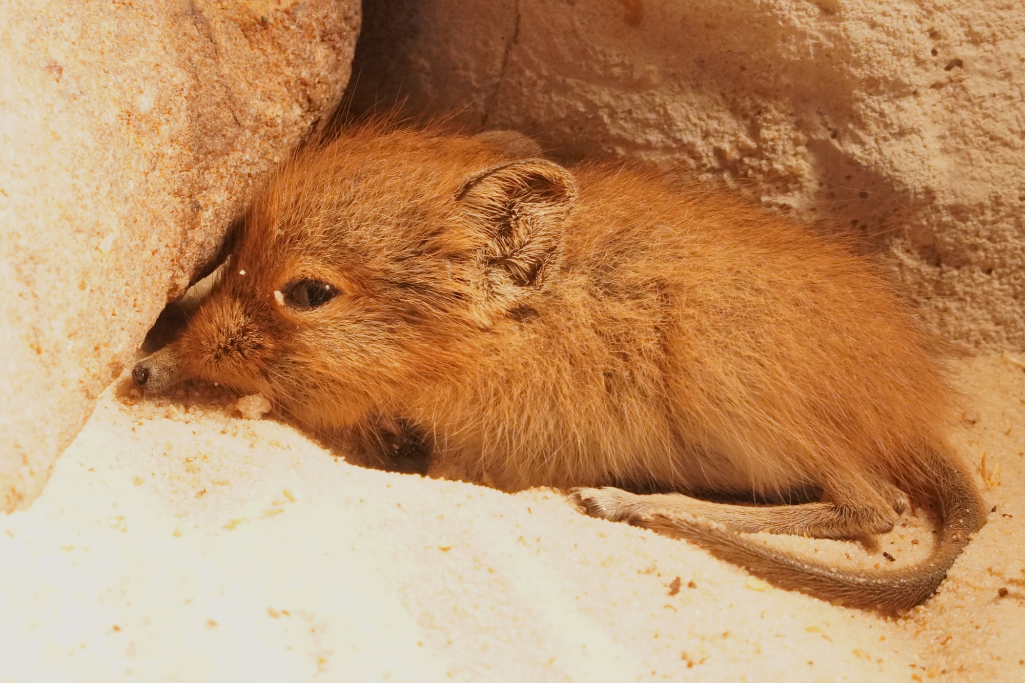 Das erste Jungtier des Jahres 2026 ist ein Kurzohrrüsselspringer im E-Center Schroff-Afrikaterrarium des Tiergarten Kleve (6)