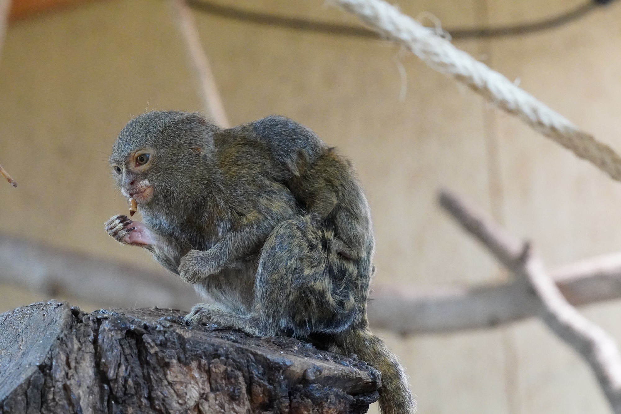 Der Tiergarten Kleve freut sich derzeit über Nachwuchs bei den Zwergseidenäffchen, der an Weihnachten zur Welt kam (1)