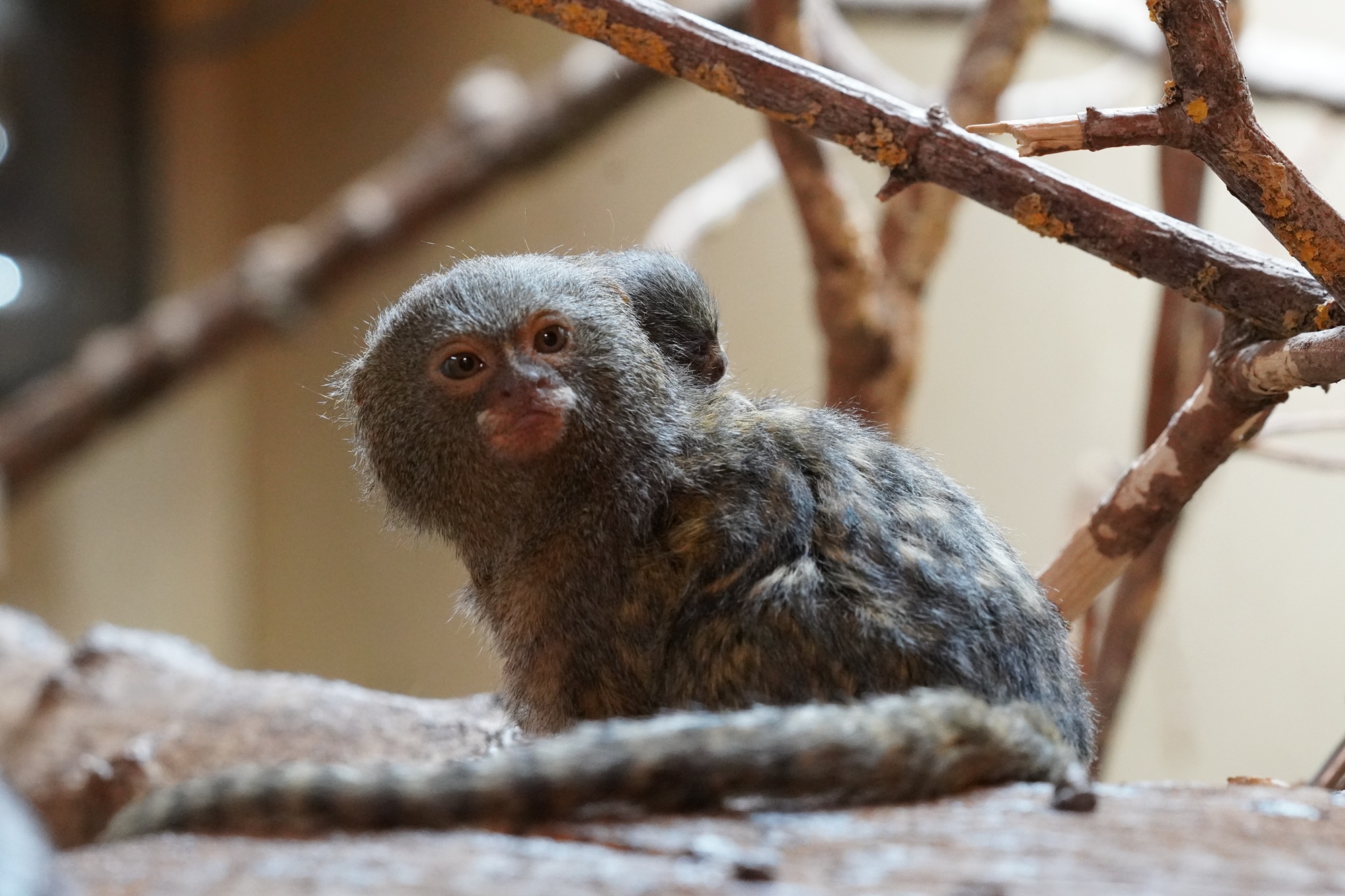 Der Tiergarten Kleve freut sich derzeit über Nachwuchs bei den Zwergseidenäffchen, der an Weihnachten zur Welt kam (3)