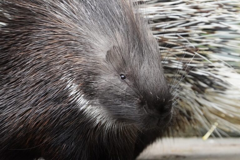 Die die Stachelschweine Naddel und Dieter, die ein neues Zuhause im Tiergarten Kleve erhalten sollen, läuft aktuell ein Crowdfunding (1)