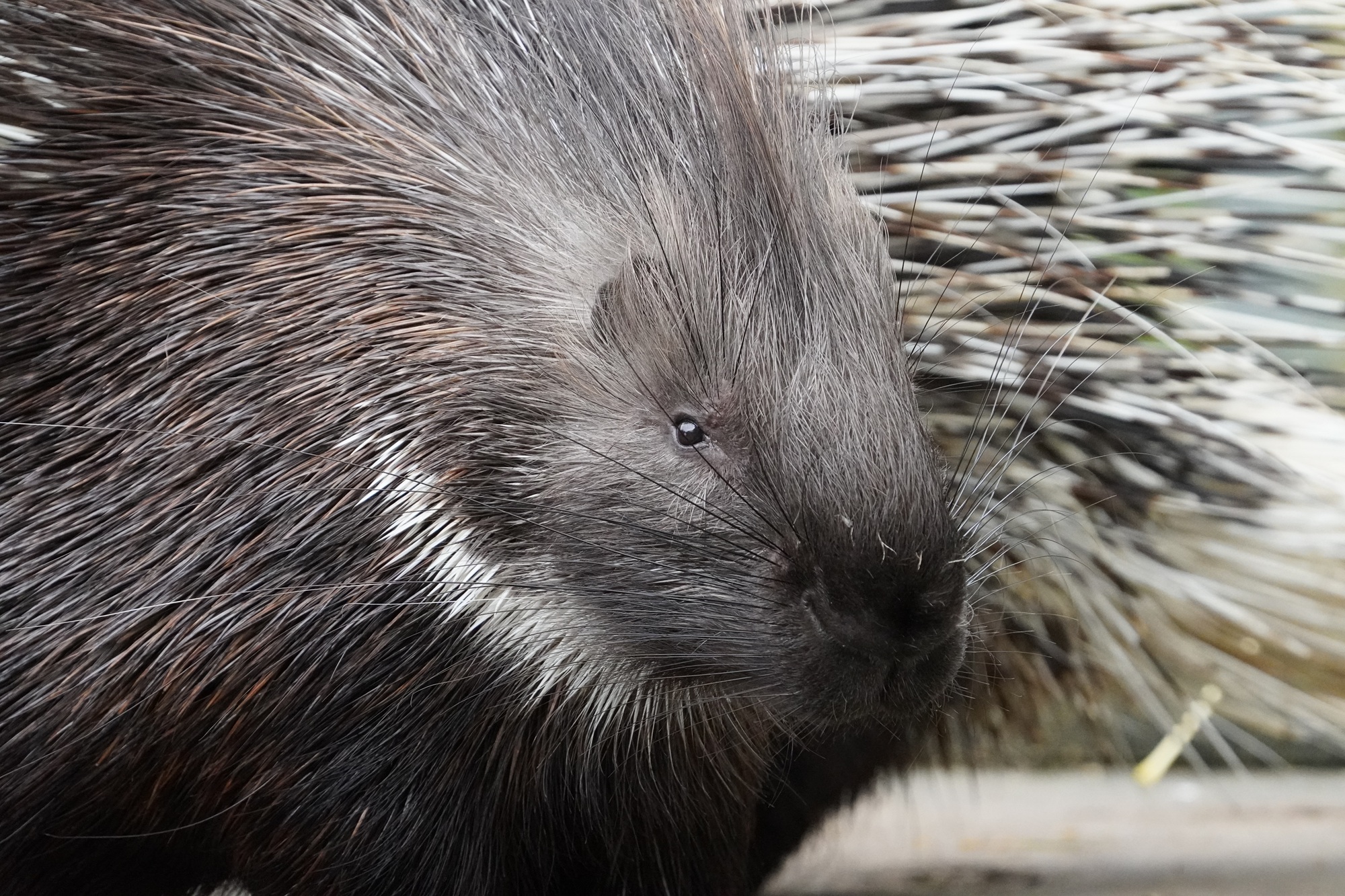 Die die Stachelschweine Naddel und Dieter, die ein neues Zuhause im Tiergarten Kleve erhalten sollen, läuft aktuell ein Crowdfunding (1)