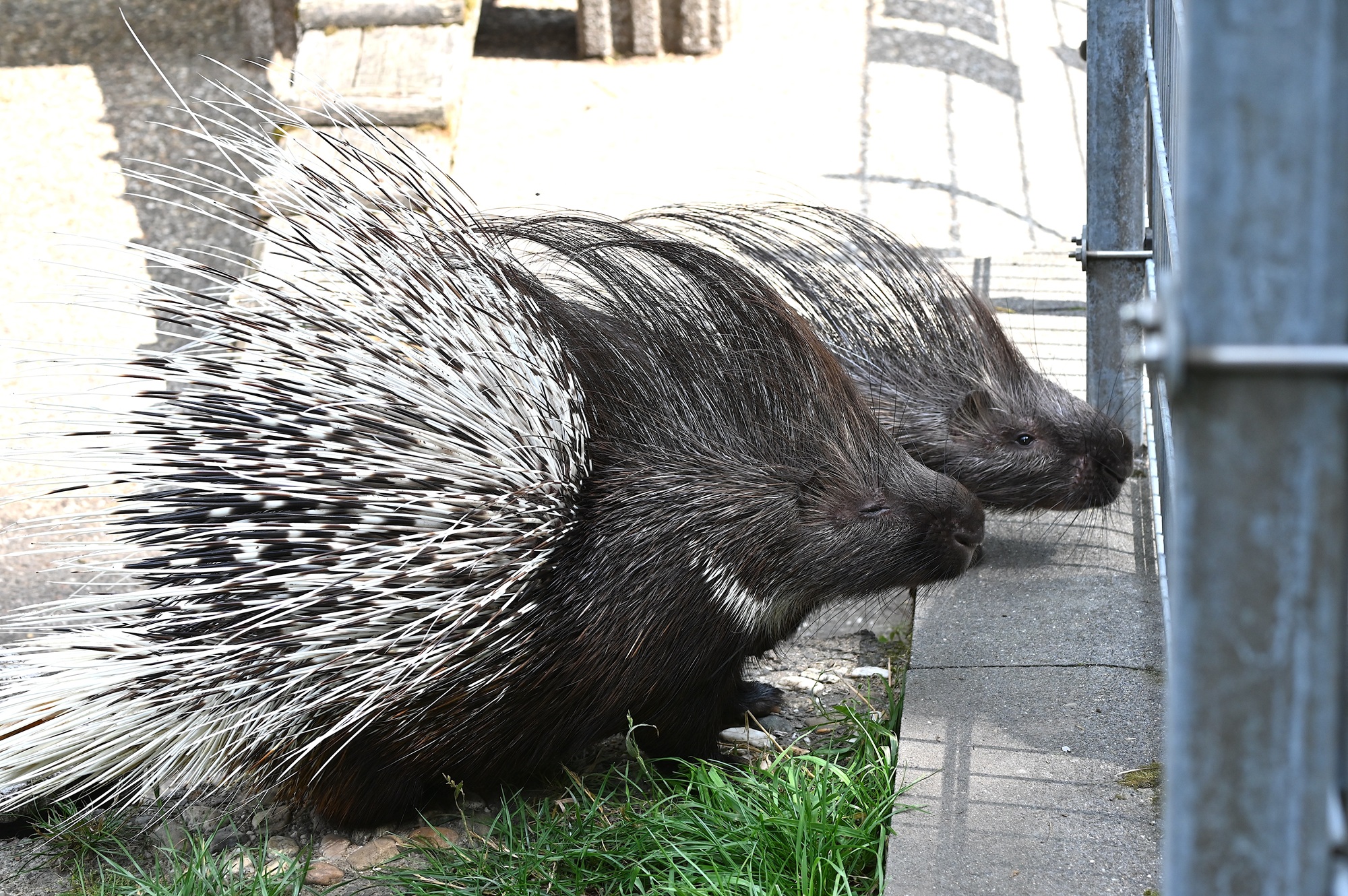 Die die Stachelschweine Naddel und Dieter, die ein neues Zuhause im Tiergarten Kleve erhalten sollen, läuft aktuell ein Crowdfunding (2)