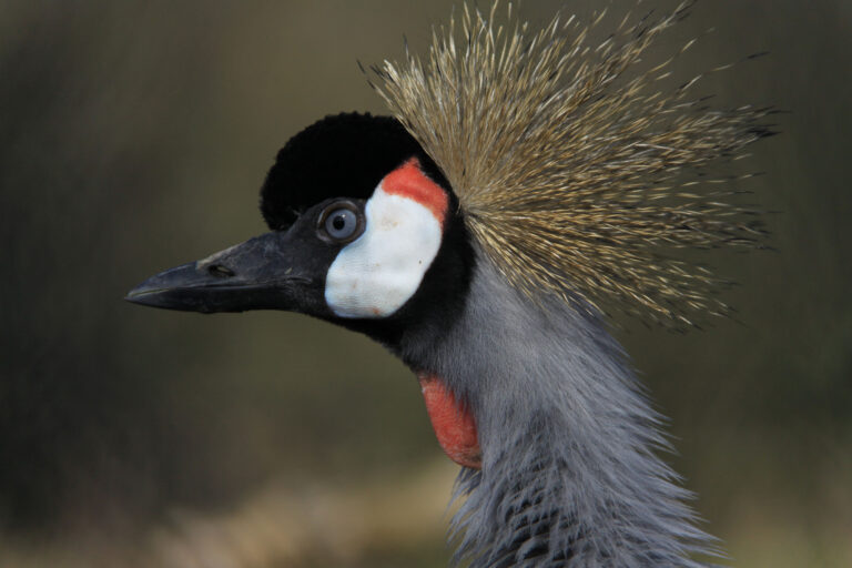 Grauer Kronenkranich_Ian Turner (21)