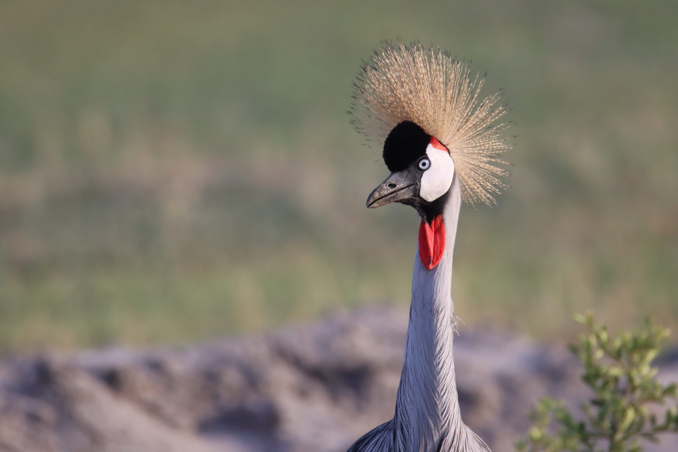 Tansania-Ngorongoro 2022 _Jannis Göttling (3)