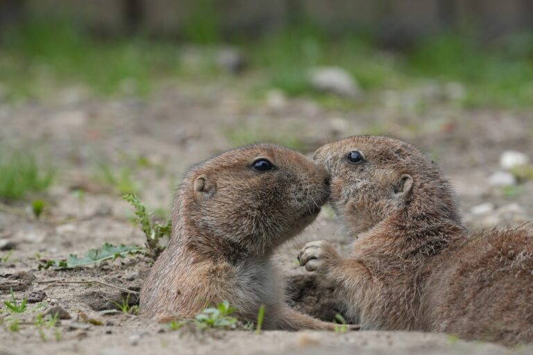 Am Valentinstag bietet der Tiergarten Kleve eine Sonderführung zum Thema Zoo viel Liebe an - außerdem gibt es am 14.02.2026 eine 2-für-1-Ticketaktion (2)