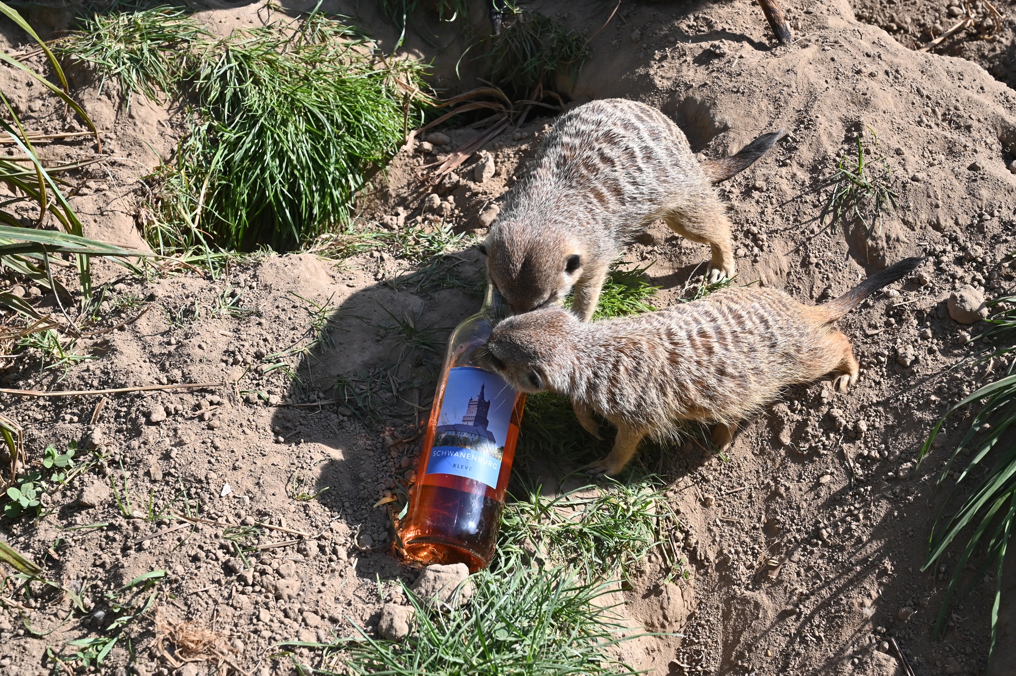 Auch bei den Erdmännchen wird beim Wine Tasting im Tiergarten Kleve ein passender Wein serviert