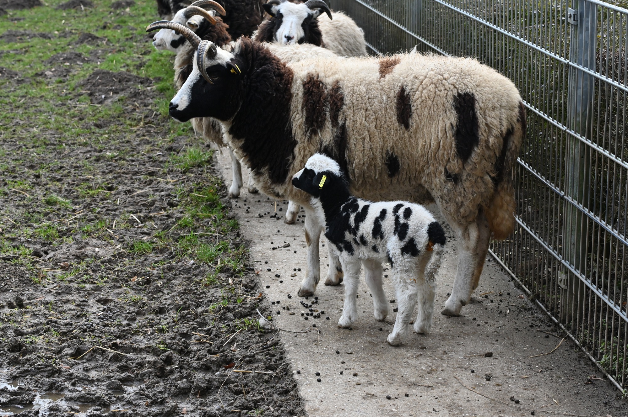 Auch bei den Jakobschafen freut sich der Tiergarten Kleve derzeit über Nachwuchs (3)