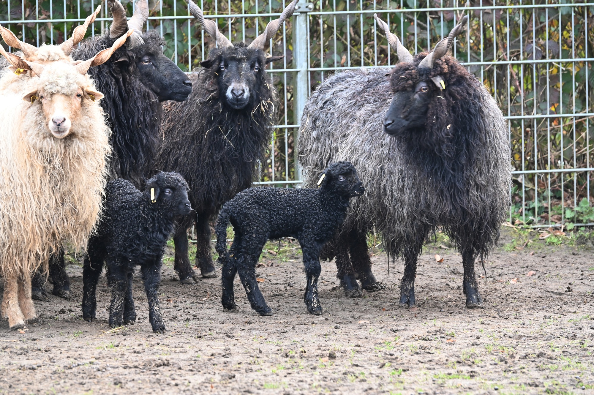 Bei den gefährdeten Ungarischen Zackelschafen kamen die ersten Lämmer des Jahres im Tiergarten Kleve zur Welt (1)