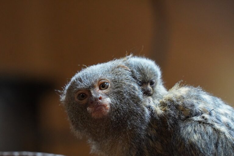 Der Tiergarten Kleve freut sich derzeit über erneuten Nachwuchs bei den Zwergseidenäffchen, der an Weihnachten 2025 zur Welt kam