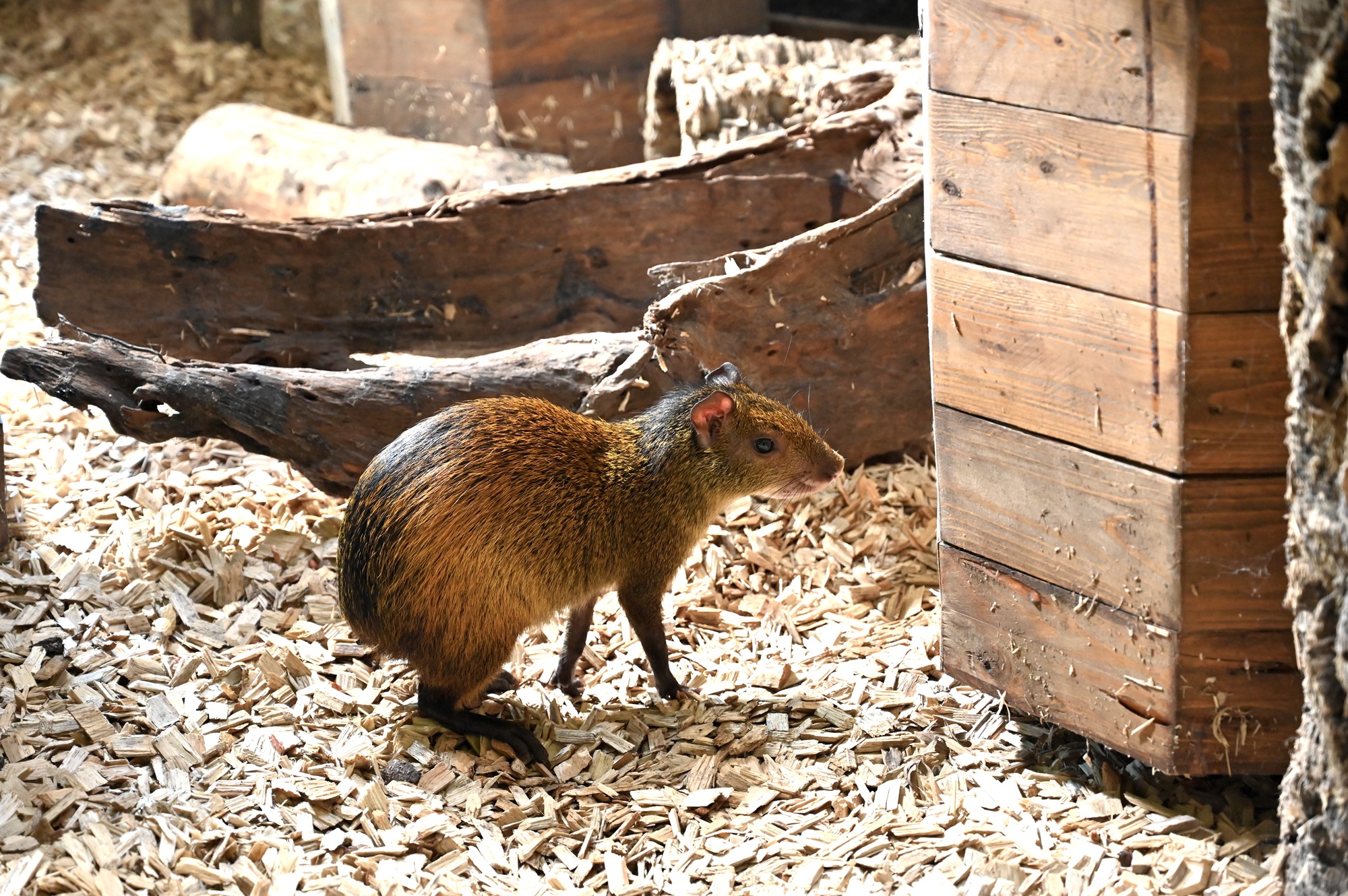 Im vergangenen Jahr sind unter anderem Schwarzrückenagutis als neue Tierart in den Tiergarten Kleve gezogen