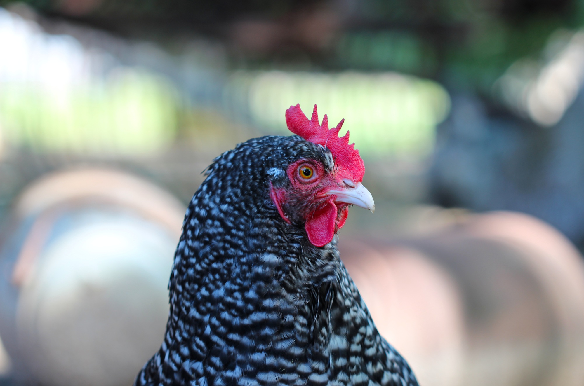 Bei den Mechelner Hühnern im Kükenhaus des Tiergarten Kleve werden passend zu Ostern die ersten Küken erwartet (2)