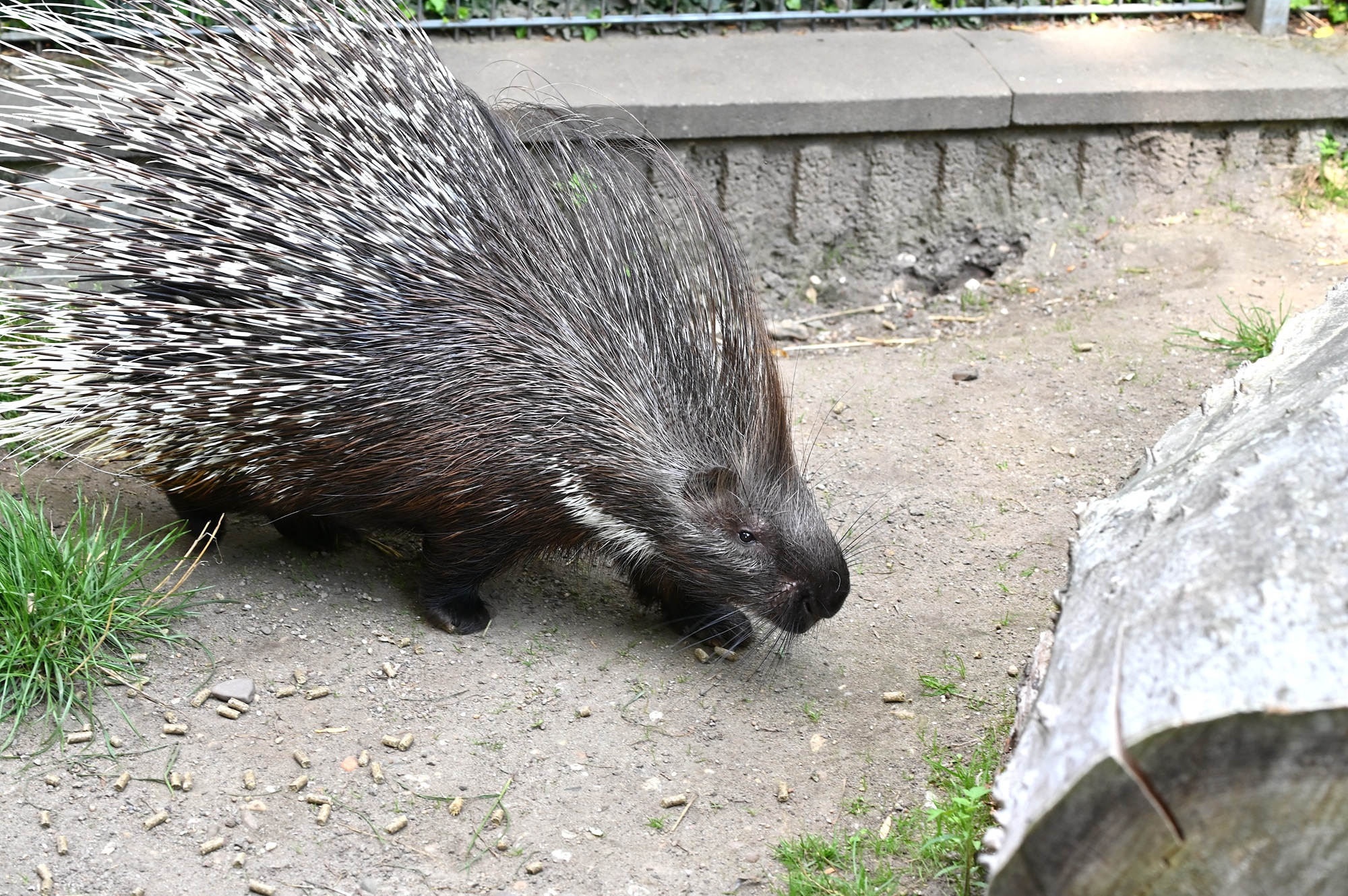 Der Tiergarten Kleve hat nun eine umfangreiche Studie mit neuen Erkenntnissen zur Stachelschweinhaltung publiziert (1)