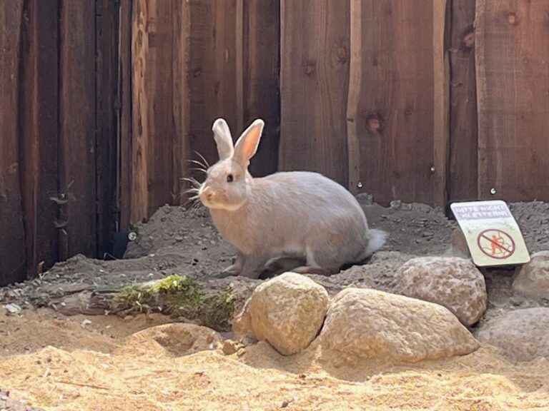 Für die Luxkaninchen im Tiergarten Kleve wird aktuell ein passender Name gesucht