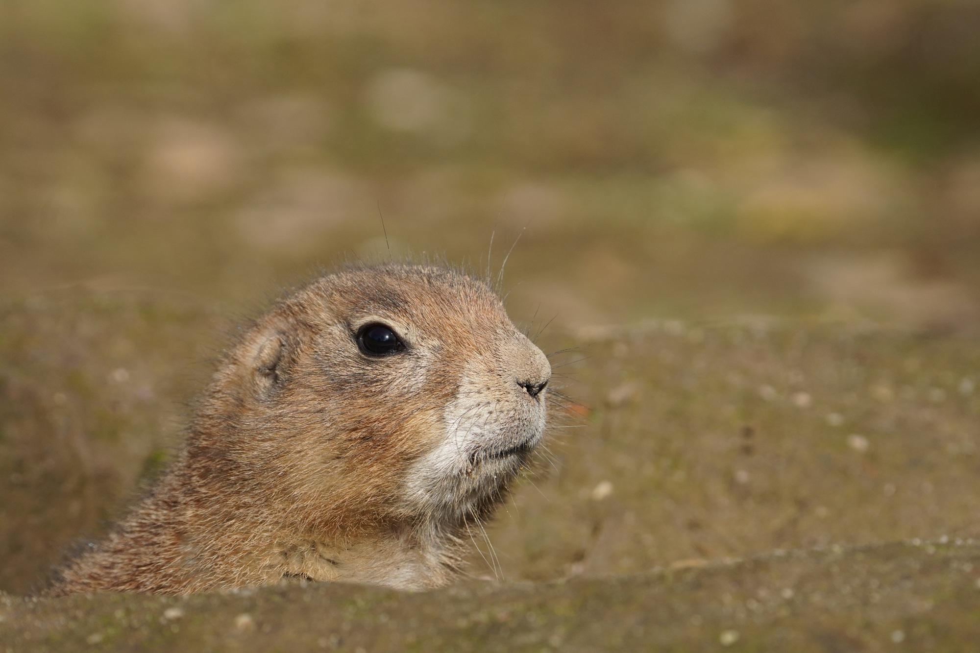 Bei den frühlingshaften Temperaturen erwachen die Präriehunde im Tiergarten Kleve aus ihrer Winterruhe