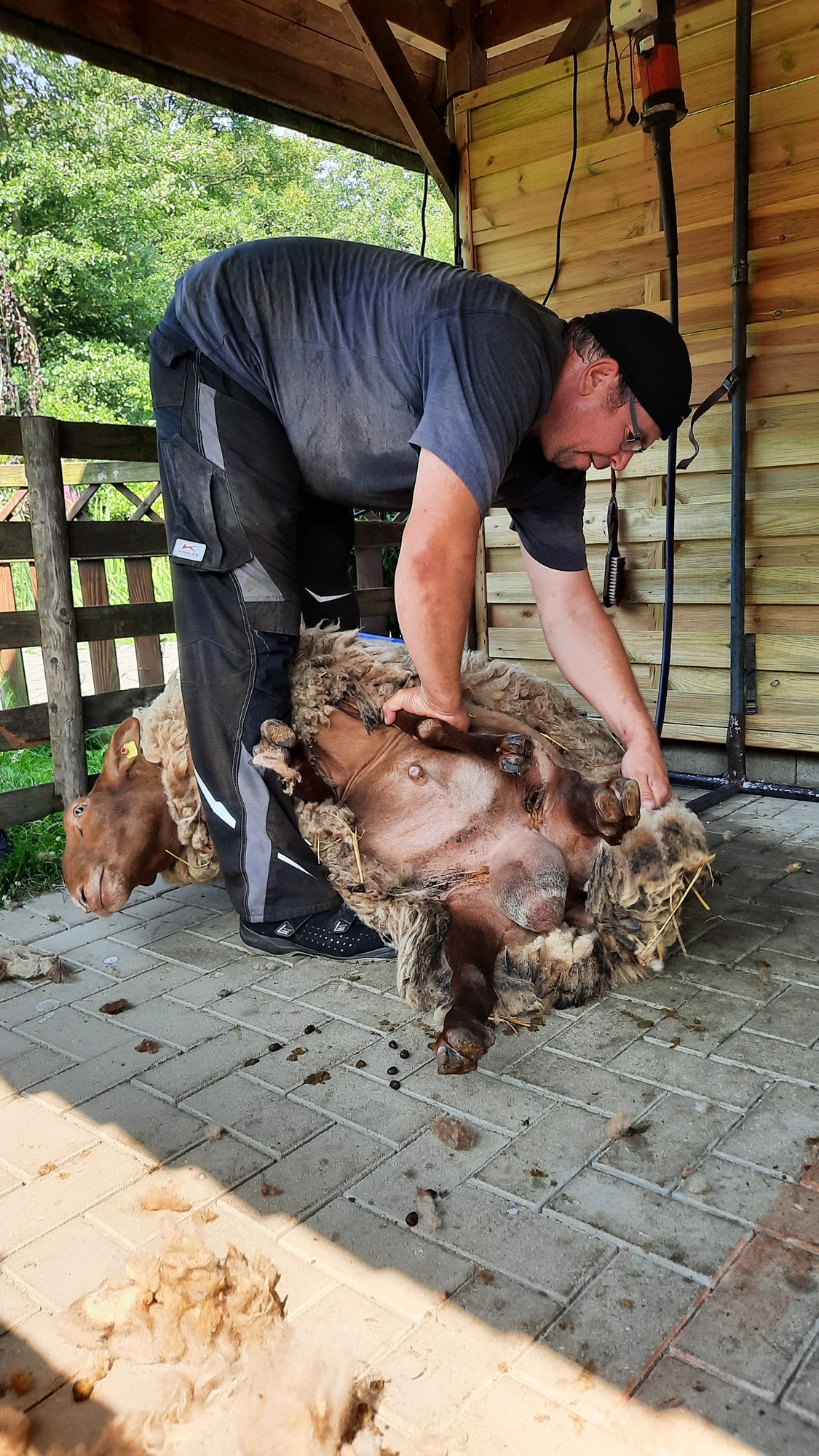 Die Schafschur gehört zu den Highlights beim Frühlingsfest (1)
