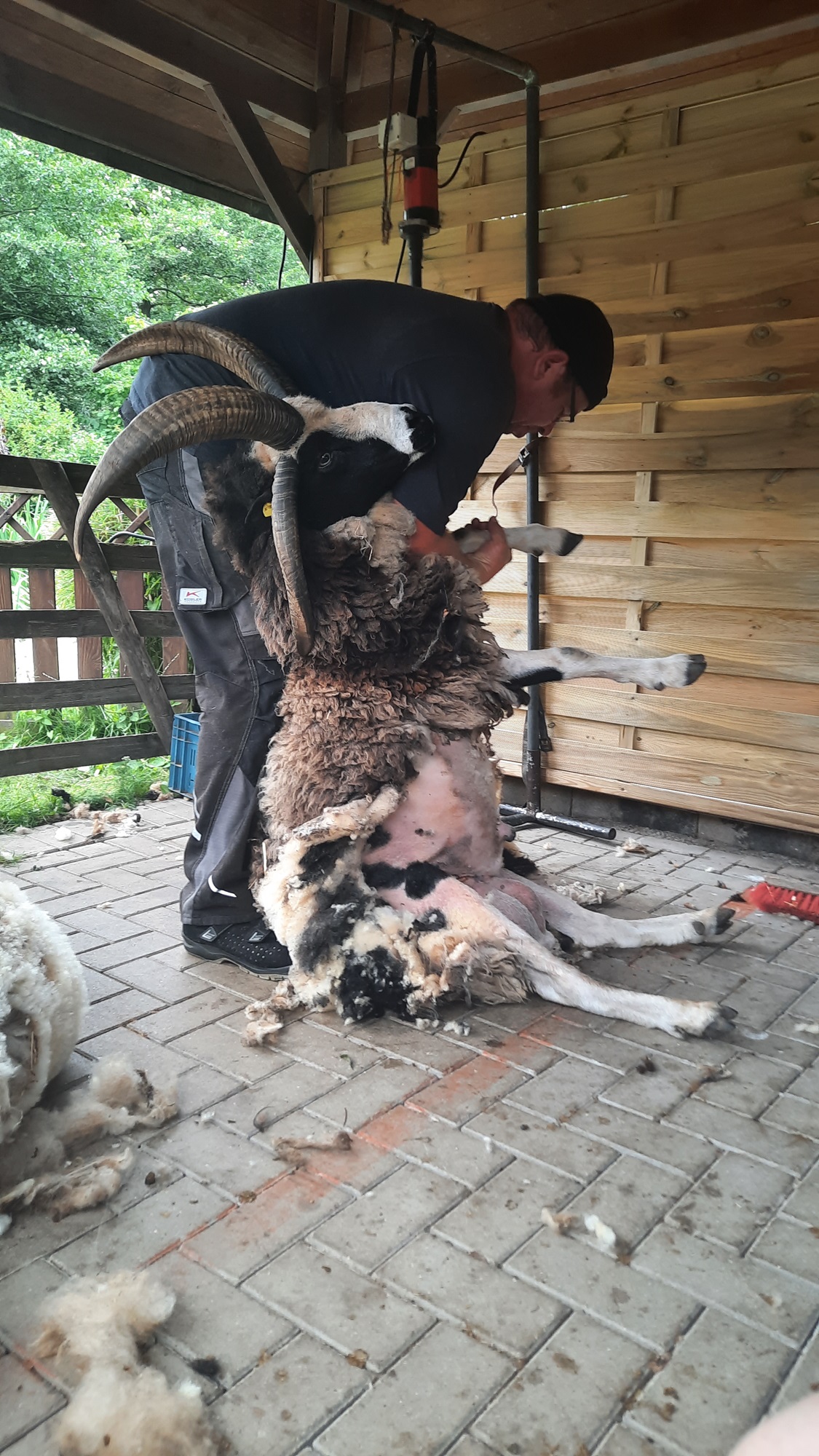 Die Schafschur gehört zu den Highlights beim Frühlingsfest (2)