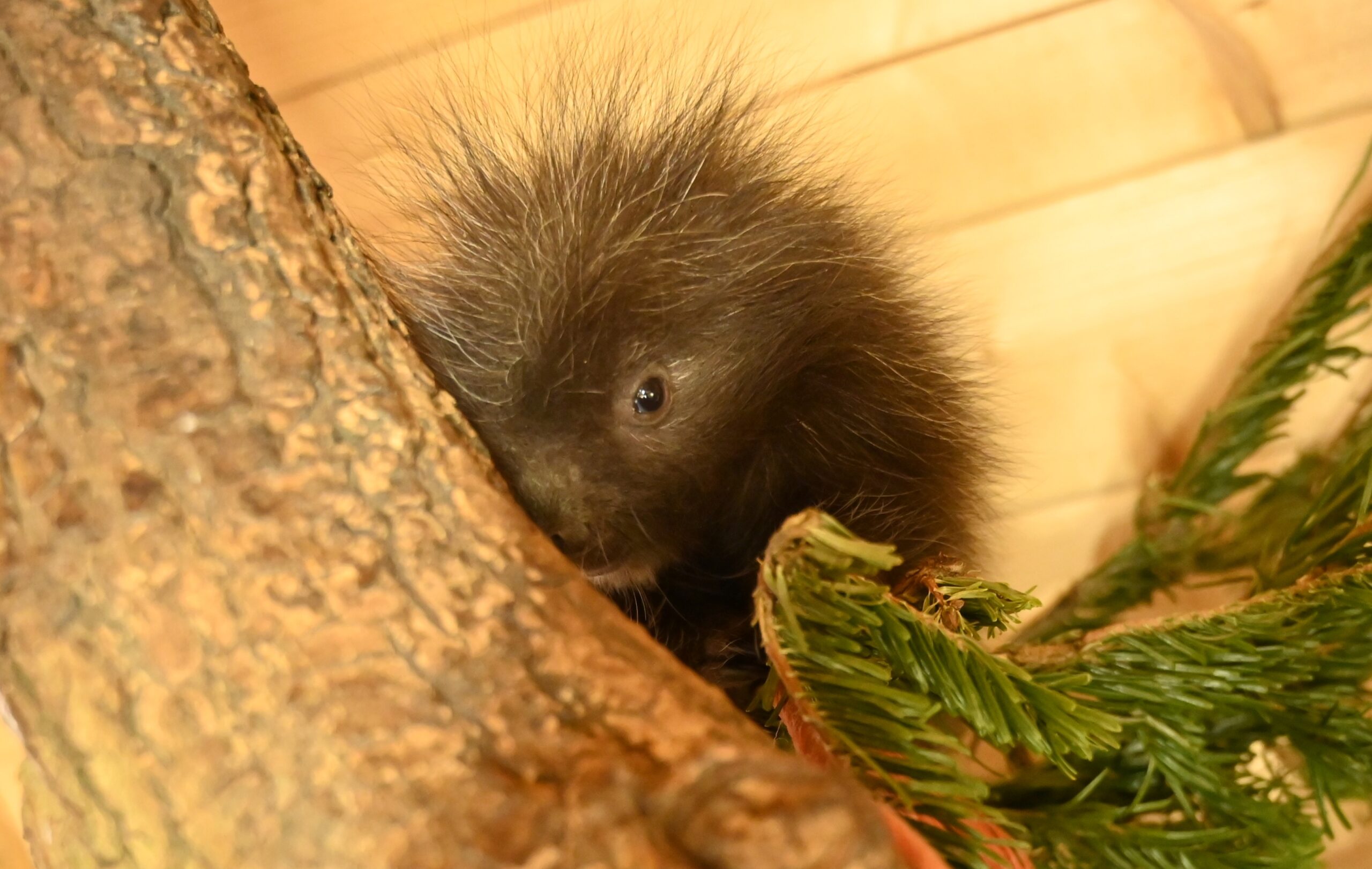 Im Tiergarten Kleve am Niederrhein wurde ein Nordamerikanischer Baumstachler geboren (1)