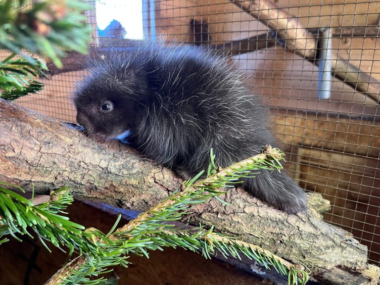 Im Tiergarten Kleve am Niederrhein wurde ein Nordamerikanischer Baumstachler geboren (3)