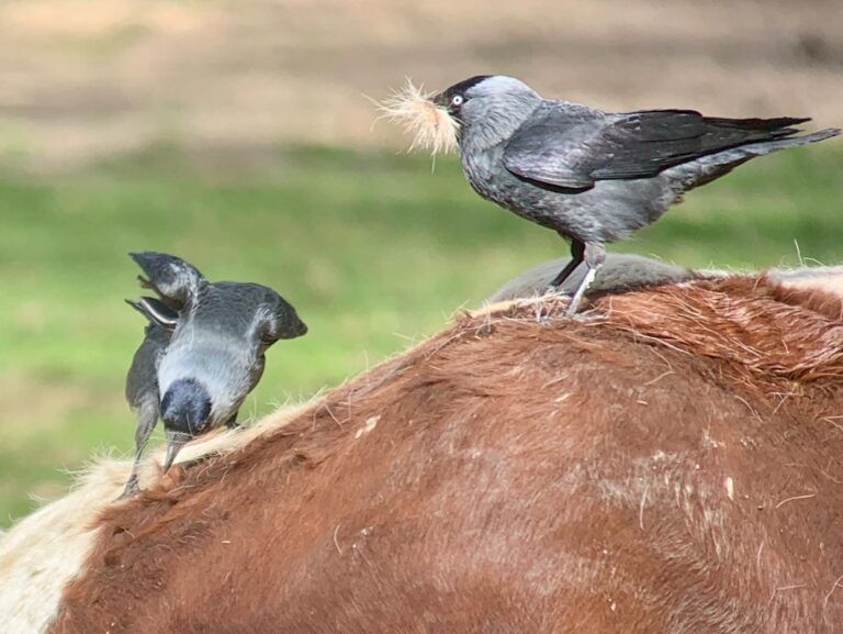 Im Tiergarten Kleve leben nicht nur über 300 Tiere, sondern auch zahlreiche wildlebende Vogelarten, zu denen am 3.5. eine eigene Führung stattfindet (4)