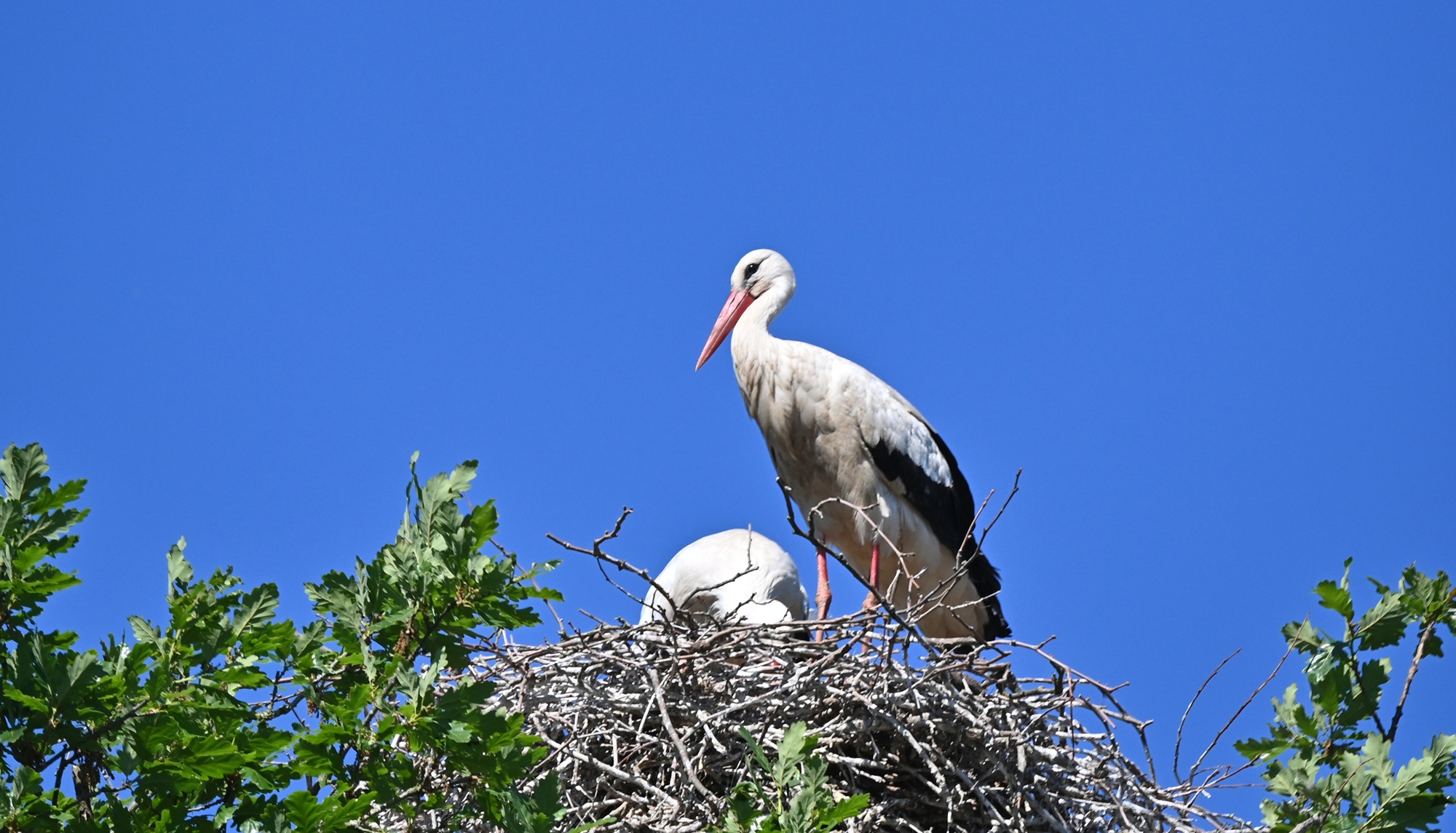 Im Tiergarten Kleve leben nicht nur über 300 Tiere, sondern auch zahlreiche wildlebende Vogelarten, zu denen am 3.5. eine eigene Führung stattfindet (TGK)